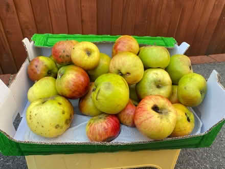 Photo of free Cooking apples (Waterlooville PO7) #1
