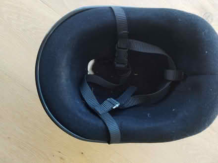 Photo of free Old Dublin Skullcap (TN36) #2