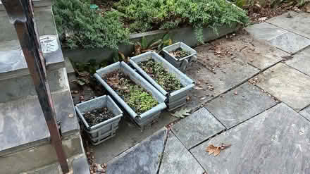 Photo of free Planters (Chevy Chase MD) #2