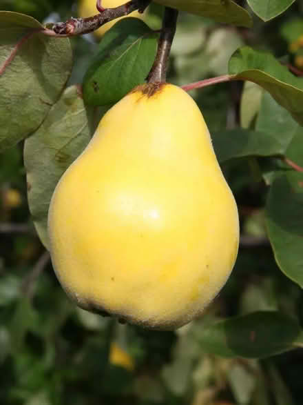 Photo of Quinces (Buckingham MK18) #1