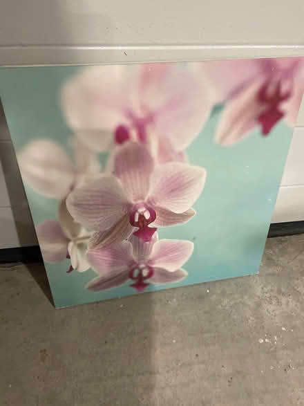 Photo of free Orchid canvas print (HD1, Huddersfield) #1