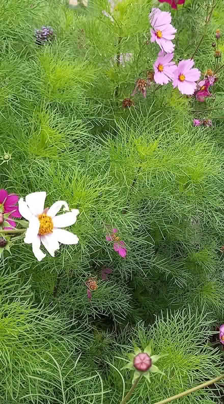Photo of free Cosmos plants (Costhorpe S81) #1