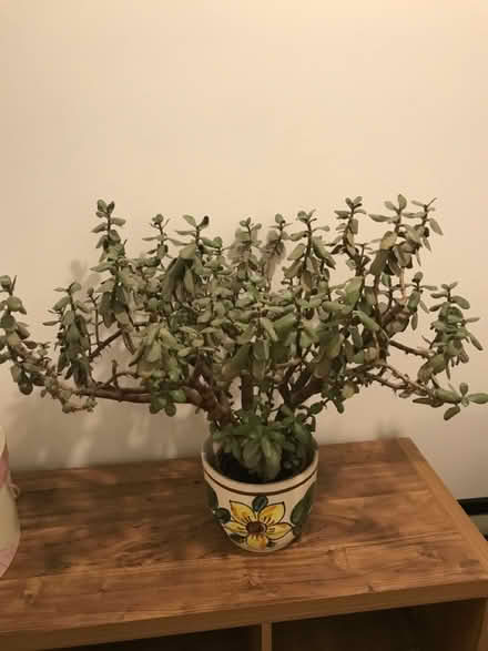 Photo of free Money tree (Lower Sydenham) #1