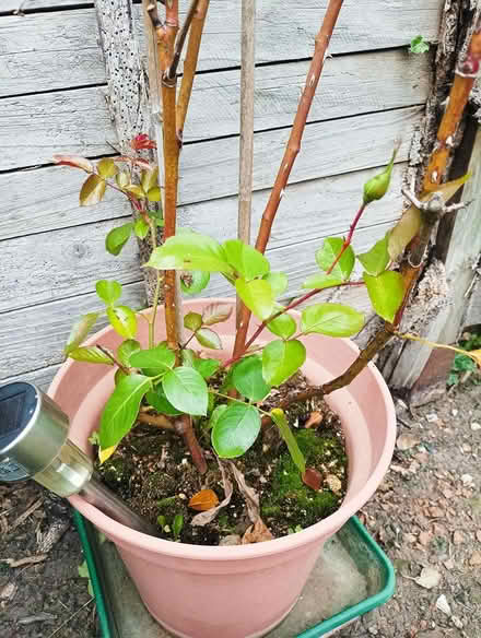 Photo of free Rose bush (South reading RG2) #2