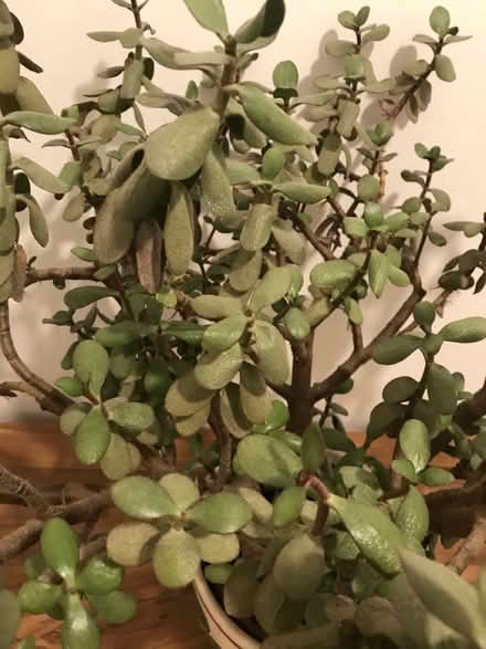 Photo of free Money tree (Lower Sydenham) #2