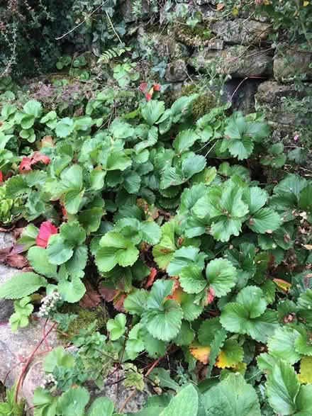Photo of free Healthy strawberry runners (Delph OL3) #1