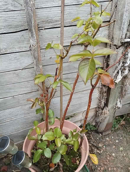 Photo of free Rose bush (South reading RG2) #1