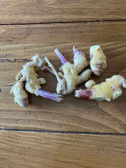 Photo of free Fresh ginger (Havertown) #1