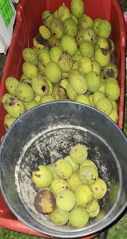Photo of free Black Walnuts (Ambler) #1