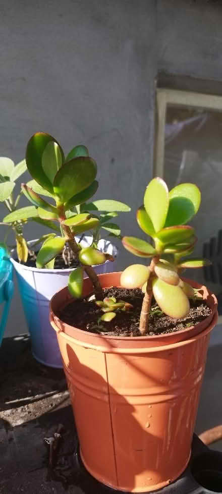 Photo of free Lots of cuttings (Morden SM4) #1