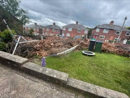 Photo of free dead dry branches (Rowley Regis) #2