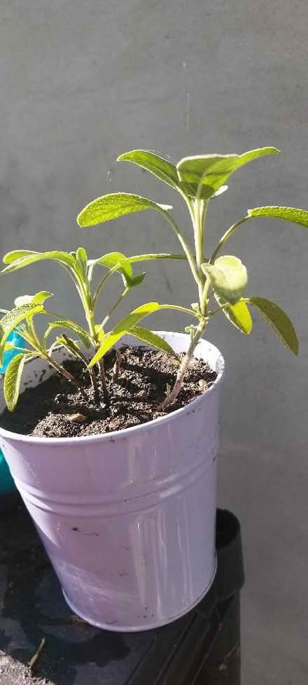 Photo of free Lots of cuttings (Morden SM4) #2