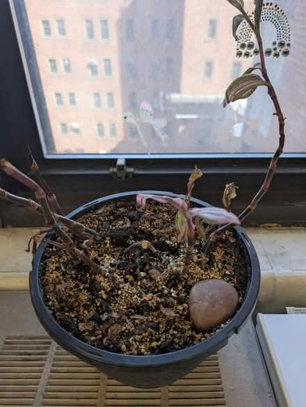 Photo of free rescue this plant (Brooklyn) #2