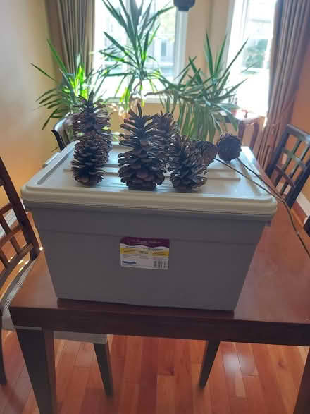 Photo of free Pinecones (Near conestoga mall) #2