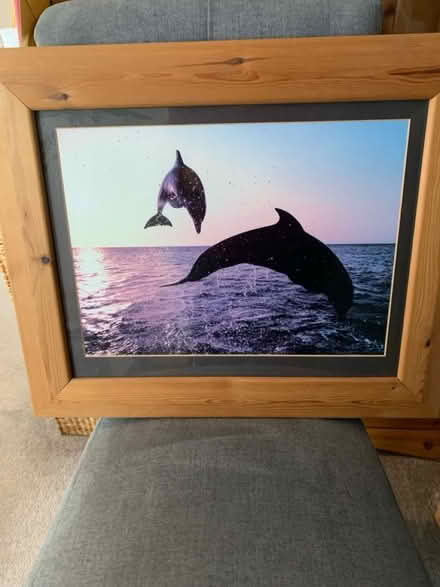 Photo of free Dolphin picture (Cheltenham GL51) #1