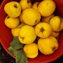 Photo of free quinces (Mushroom Green B64) #1