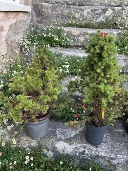 Photo of free 2 little conifer trees in need of new pots and tlc! (South Woodchester GL5) #1