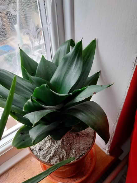 Photo of free Sansevieria succulent plants (AL7 Welwyn Garden City) #1