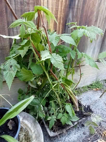 Photo of free Raspberry, loganberry plants (Glen Waverley) #1