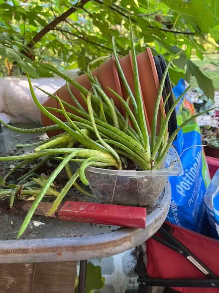 Photo of free Aloe plants (Powhatan - Flat Rock area) #1