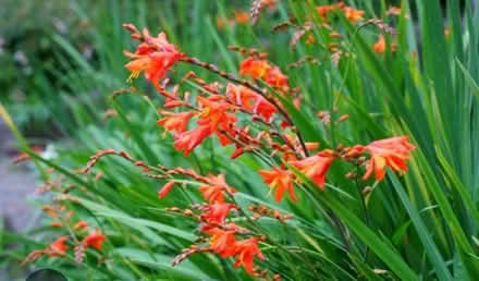 Photo of free Crocosmia corms (Belmont SM5) #1