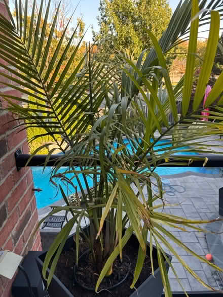 Photo of free Cat Palm (Trelawny Circle L5n6n9) #1