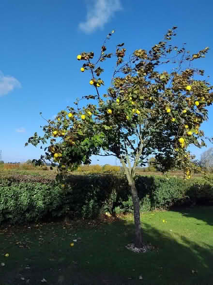Photo of free Quince Fruit (High Wych) #1