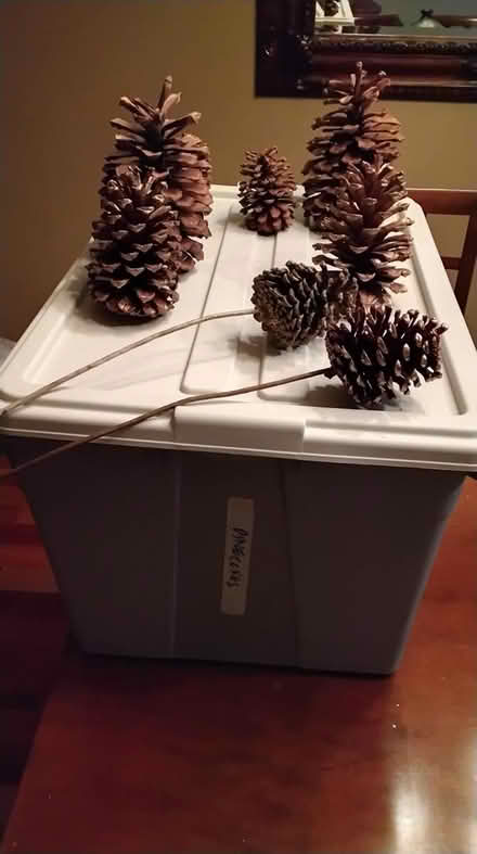 Photo of free Pinecones (Near conestoga mall) #1