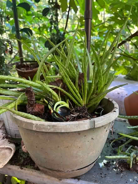 Photo of free Aloe plants (Powhatan - Flat Rock area) #2
