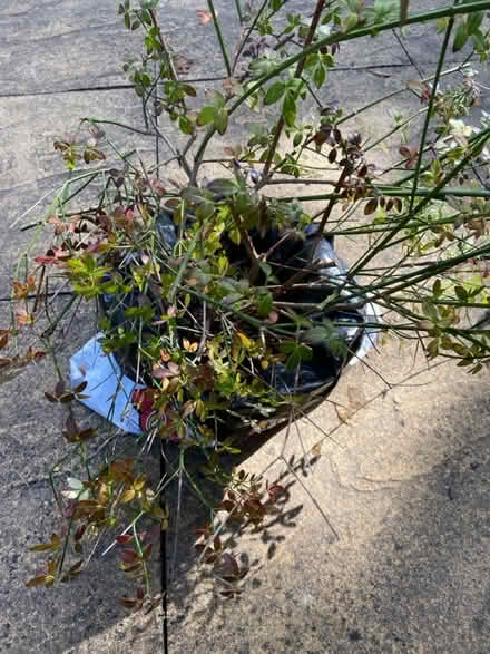 Photo of free Winter Jasmine Plant (Southwater) #1