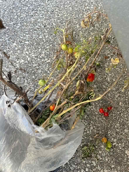 Photo of free Grape tomato plants (L5L 5P5) #1
