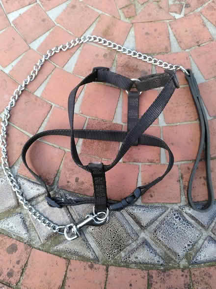 Photo of free Dog lead, harness. Table lamp (Alcombe) #1