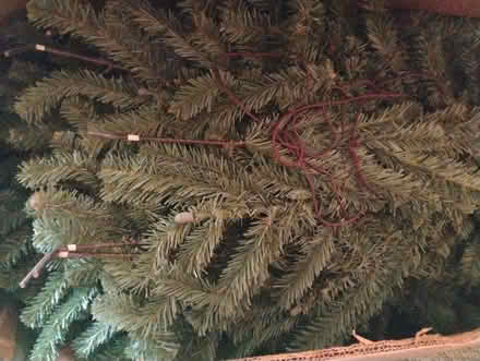Photo of free Old style Christmas Tree (NE Rochester, NY) #1