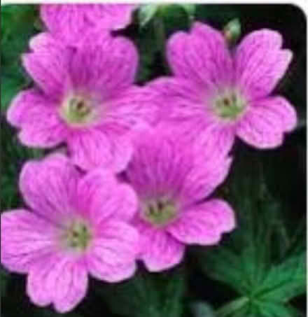 Photo of free Geranium (Adforton, SY7) #1