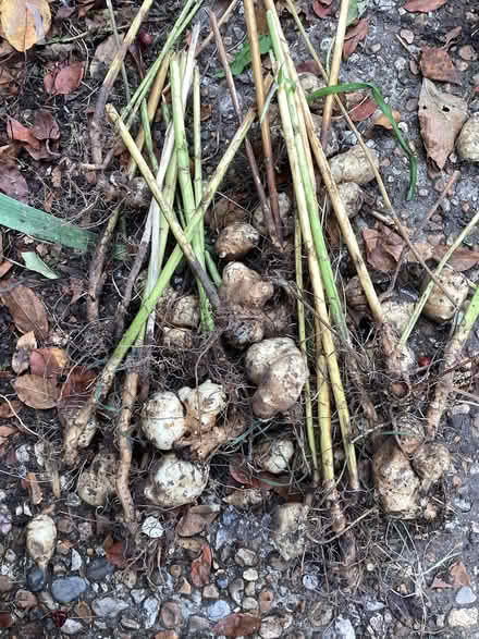 Photo of free Jerusalem Artichokes (Silverhill TN37) #1
