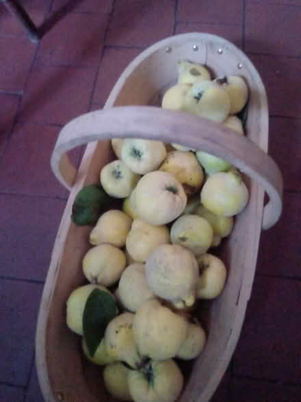 Photo of free Quinces (Belper) #1