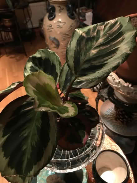 Photo of free Indoor plant (SG1 Stevenage) #1