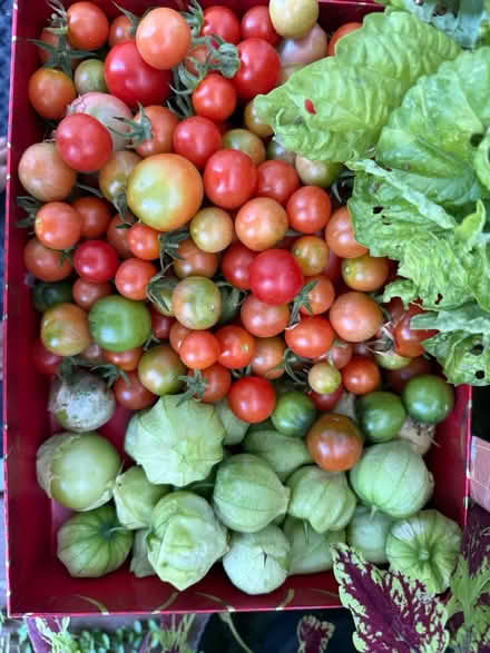 Photo of free Freshly picked vegetables (organic) (Fair Lawn, NJ) #2