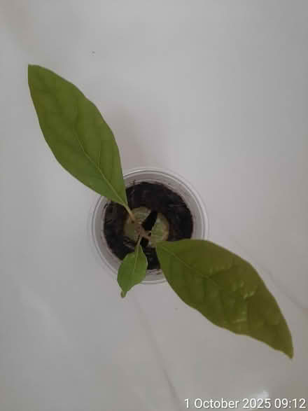 Photo of free Avocado plant 17×15cm (tall×spread) (Edgwarebury Lane) #4
