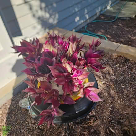 Photo of free Wandering jew plant (Westside Bolingbrook) #1