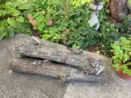 Photo of free Freshly cut Maple logs (01801) #1