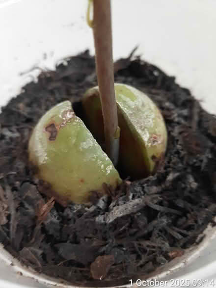 Photo of free Avocado plant 17×15cm (tall×spread) (Edgwarebury Lane) #2