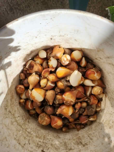 Photo of free tulip bulbs (Fredericton, Sunshine Gardens) #1