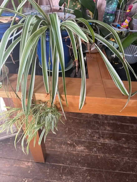 Photo of free Spider plants (Riddlesden BD20) #1