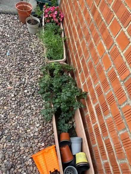 Photo of free Small plant pots , barbecue, plants (Rowditch DE22) #2