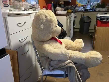 Photo of free Large Teddy Bear, child’s Soft Toy (Liverpool L6) #3