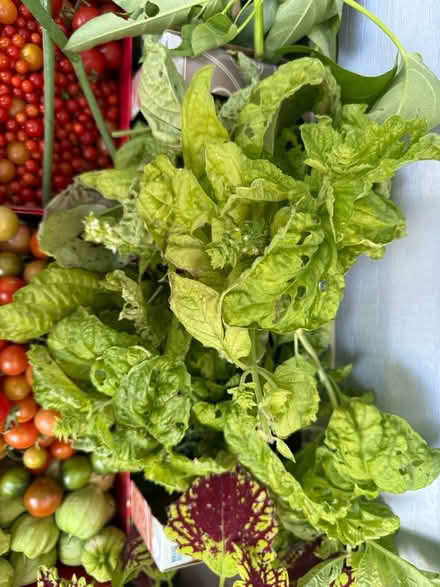 Photo of free Freshly picked vegetables (organic) (Fair Lawn, NJ) #3