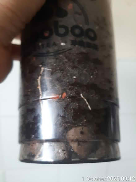 Photo of free Avocado plant 17×15cm (tall×spread) (Edgwarebury Lane) #3