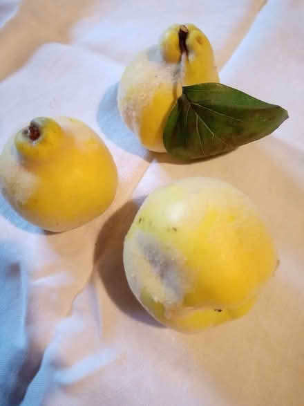 Photo of free Quinces (Belper) #2