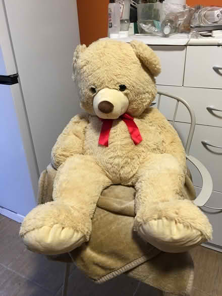 Photo of free Large Teddy Bear, child’s Soft Toy (Liverpool L6) #1